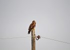 Zwarte wouw (oostelijk) (black-eared kite) Milvus migrans lineatus  - Kharkhorin 16-08-2016 (7)
